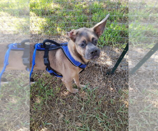 Medium Photo #1 Mutt Puppy For Sale in New York, NY, USA