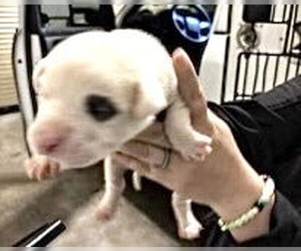 Medium Photo #2 Mutt Puppy For Sale in Houston, TX, USA