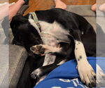 Small #9 German Shorthaired Pointer Mix