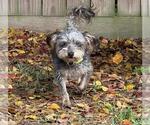 Small #2 Mutt