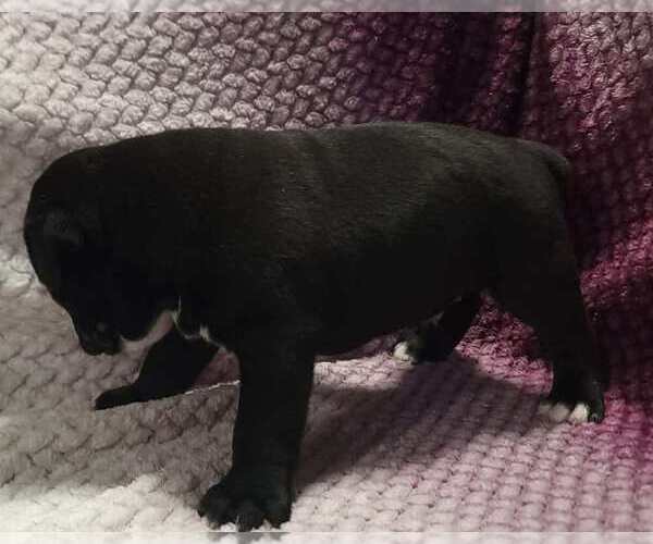 Medium Photo #5 Olde English Bulldogge Puppy For Sale in ATHOL, ID, USA