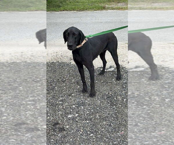 Medium Photo #4 Great Dane-Labrador Retriever Mix Puppy For Sale in Bullard, TX, USA