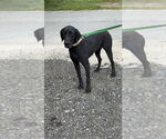 Small #3 Great Dane-Labrador Retriever Mix