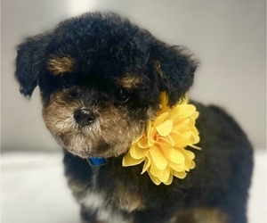 Poodle (Toy) Puppy for sale in GAY, GA, USA
