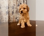 Small #9 Poodle (Toy)