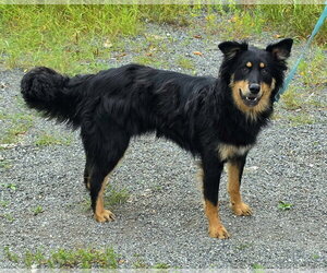 English Shepherd-Unknown Mix Dogs for adoption in Anchorage, AK, USA