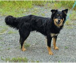 Small English Shepherd Mix