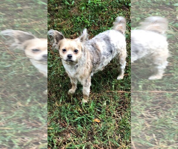 Medium Photo #5 Boston Huahua Puppy For Sale in Texarkana, TX, USA