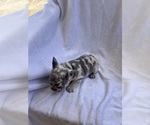 Puppy Spidey French Bulldog