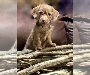 Chiweenie-ShiChi Mix Dogs for adoption in MAHWAH, NJ, USA