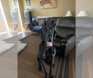 Daniff Dogs for adoption in Prescott Valley, AZ, USA