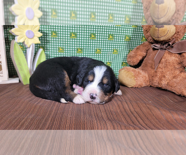 Medium Photo #6 Bernese Mountain Dog Puppy For Sale in PEYTON, CO, USA