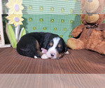 Small #5 Bernese Mountain Dog