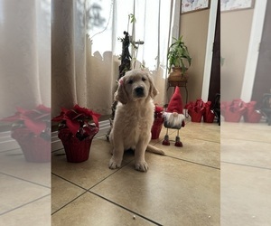 Golden Retriever Puppy for sale in MIRA LOMA, CA, USA