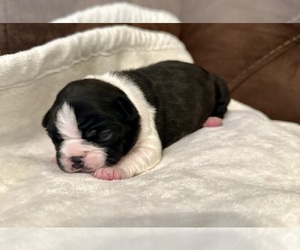 Boston Terrier Puppy for sale in WASHBURN, MO, USA