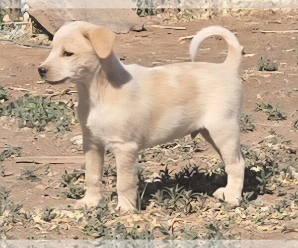 Medium Photo #1 Australian Shepherd-Jack Russell Terrier Mix Puppy For Sale in Peralta, NM, USA