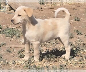 Australian Shepherd-Jack Russell Terrier Mix Dogs for adoption in Peralta, NM, USA