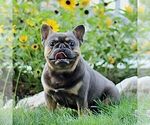 Small Photo #1 French Bulldog Puppy For Sale in RONKS, PA, USA