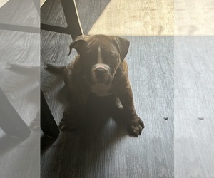 American Bulldog Puppy for Sale in CRANSTON, Rhode Island USA