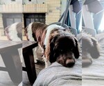 Small #12 Newfoundland