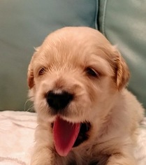 Goldendoodle Puppy for sale in GALVESTON, TX, USA