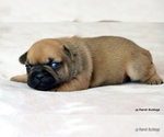 Small Photo #18 French Bulldog Puppy For Sale in WINNSBORO, TX, USA