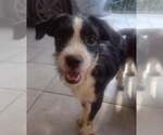Small #1 Jack Russell Terrier Mix