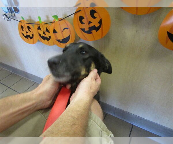 Medium Photo #1 German Shepherd Dog-Unknown Mix Puppy For Sale in Ocala, FL, USA