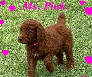 Poodle (Standard) Puppy for Sale in PEORIA, Arizona USA