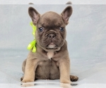 Small #5 French Bulldog