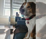 Small #4 Beagle