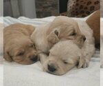 Small #1 English Cream Golden Retriever