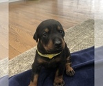 Small Photo #18 Doberman Pinscher Puppy For Sale in MACUNGIE, PA, USA