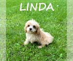 Small #2 Cavapoo