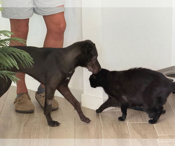 Medium Photo #3 Chinese Shar-Pei-Unknown Mix Puppy For Sale in Woodland Hills, CA, USA