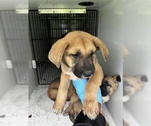 German Shepherd Dog-Redbone Coonhound Mix Dogs for adoption in Houston, TX, USA