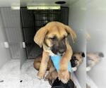 Small German Shepherd Dog-Redbone Coonhound Mix
