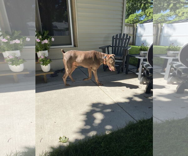 Medium Photo #7 Doberman Pinscher Puppy For Sale in Minneaoplis, MN, USA