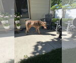 Small #6 Doberman Pinscher