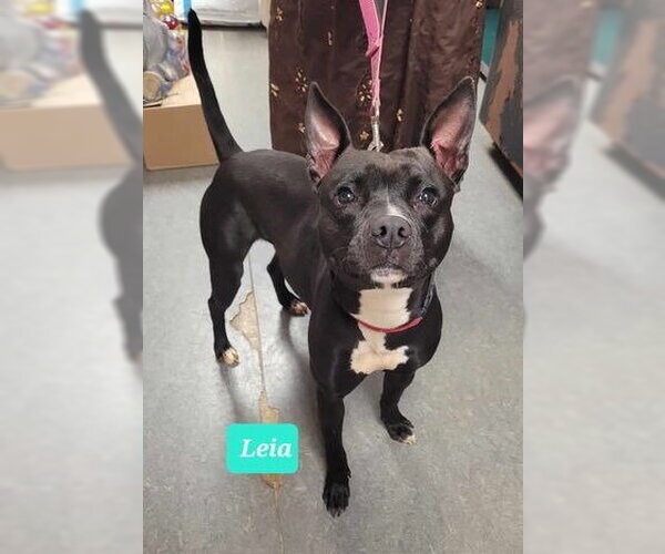 Medium Photo #3 Boston Terrier-Unknown Mix Puppy For Sale in Richmond, IN, USA