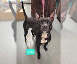 Small #2 Boston Terrier Mix