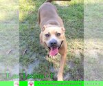 Small #5 American Bulldog