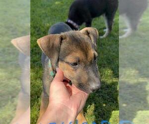 Mutt Dogs for adoption in Stockton, CA, USA