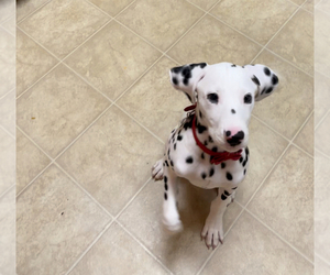 Dalmatian Puppy for sale in SALEM, OR, USA