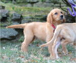 Small #2 Golden Retriever