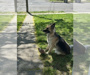 Mother of the German Shepherd Dog puppies born on 05/10/2025