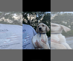 Puppy Puppy 5 Labrador Retriever