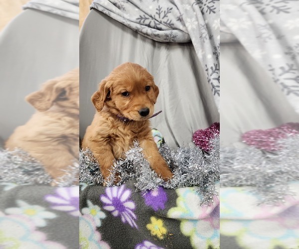 Medium Photo #44 Golden Retriever Puppy For Sale in GREENWOOD, WI, USA