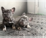 Small #2 French Bulldog