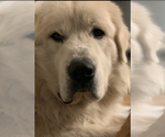 Small Photo #1 Great Pyrenees Puppy For Sale in WICHITA, KS, USA